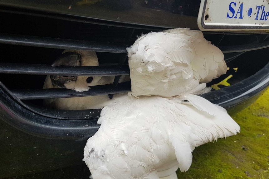 Pretzel the cockatoo survives trip in car grille