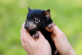 Human hands hold a Tasmanian devil joey