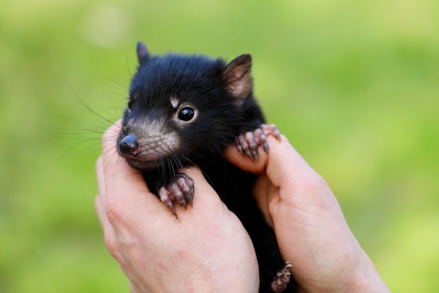 Tasmanian Devil joey being held in hands
