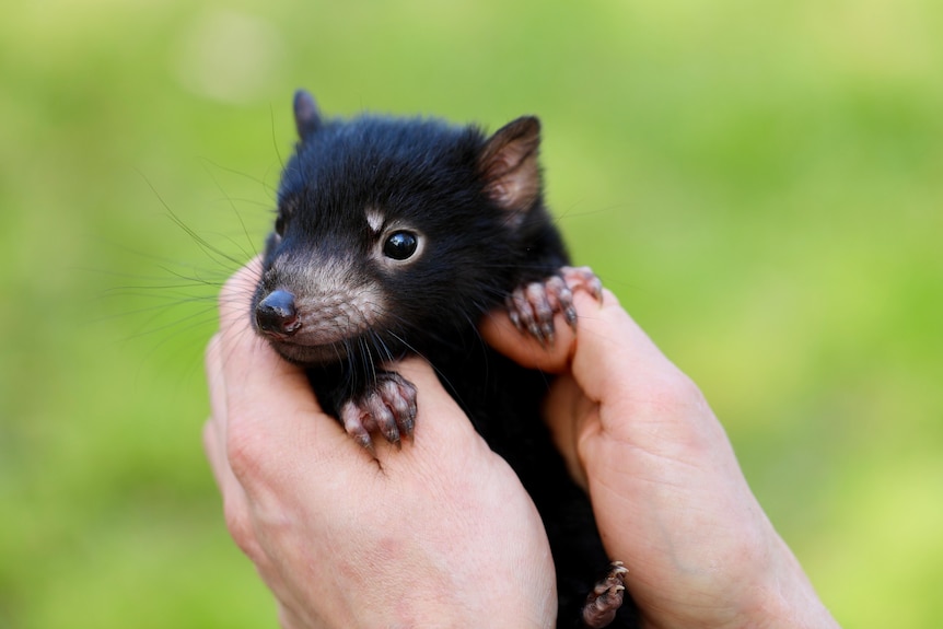 Human hands hold a Tasmanian devil joey