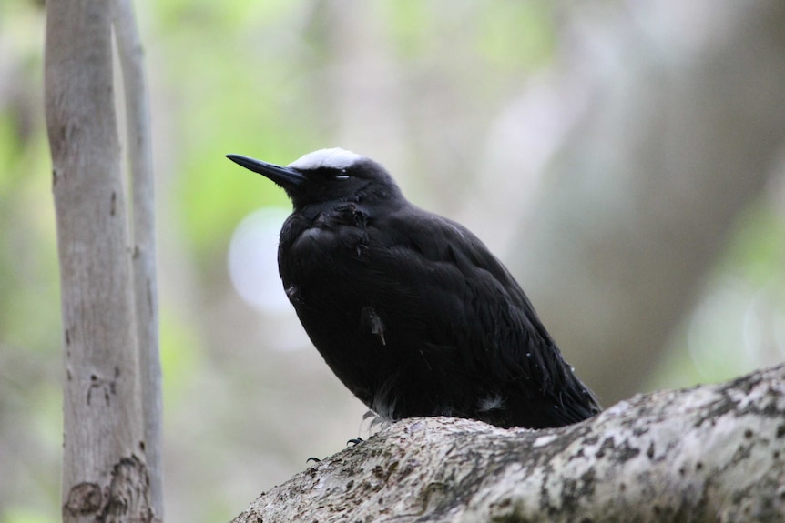 A black bird with a white strip on its head roosts on a gnarled tree branch.