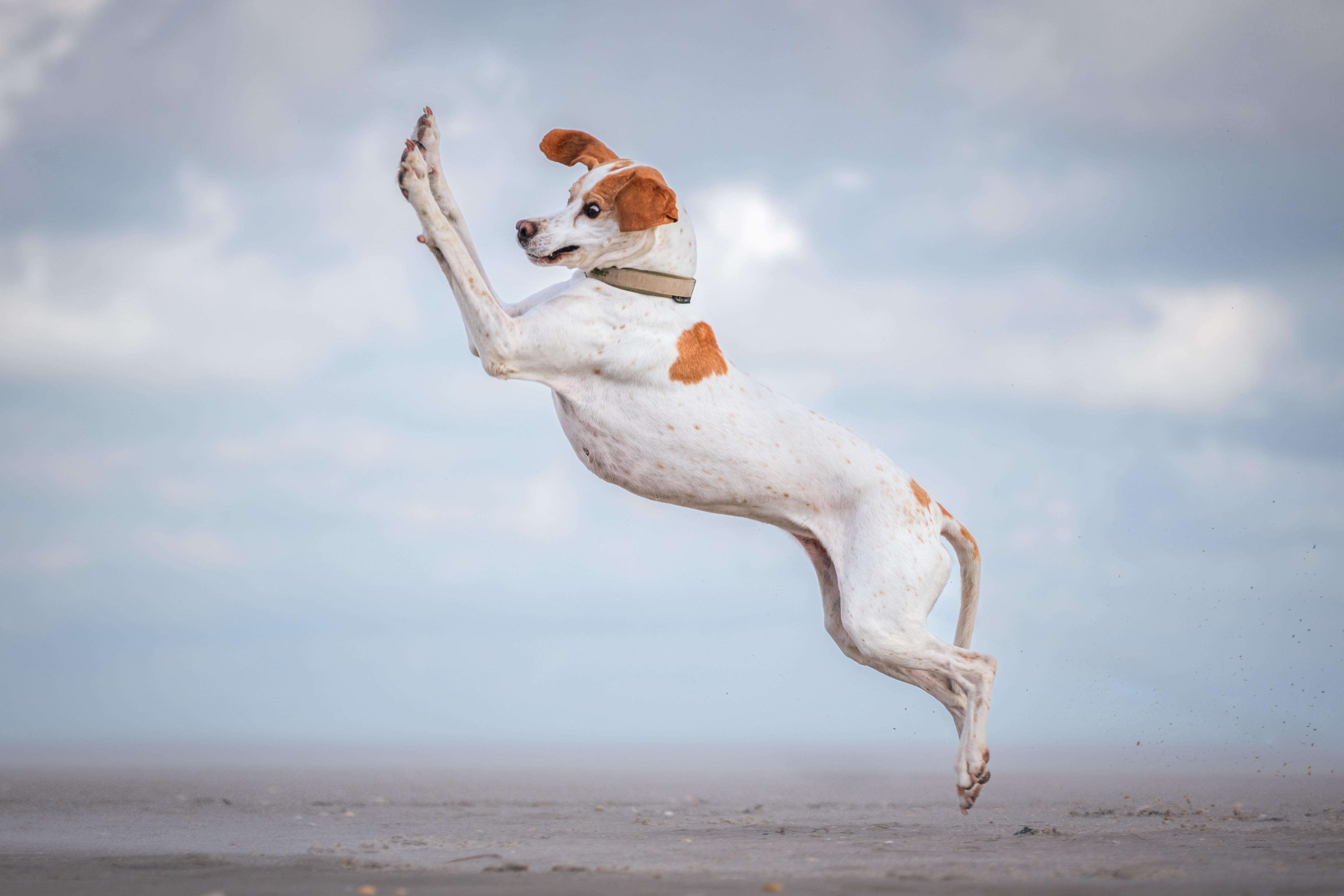 A white and brown dog jumping in the air with his front paws up