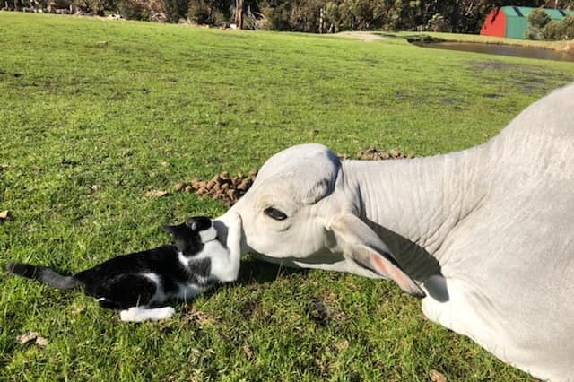 White bull lays with face on the grass while cat playfully paws his nose.