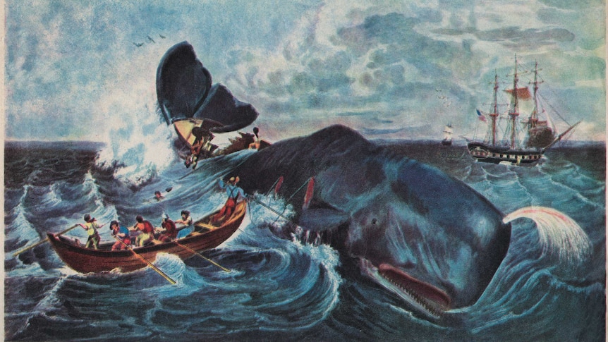 Coloured drawing of a whale being speared by fishermen in a small boat