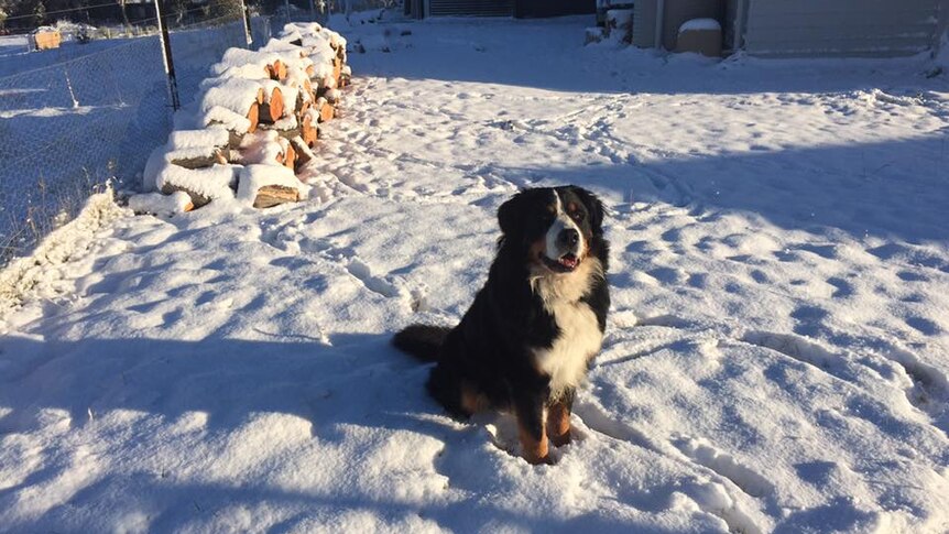A dog enjoying the snow at East Jindabyne.