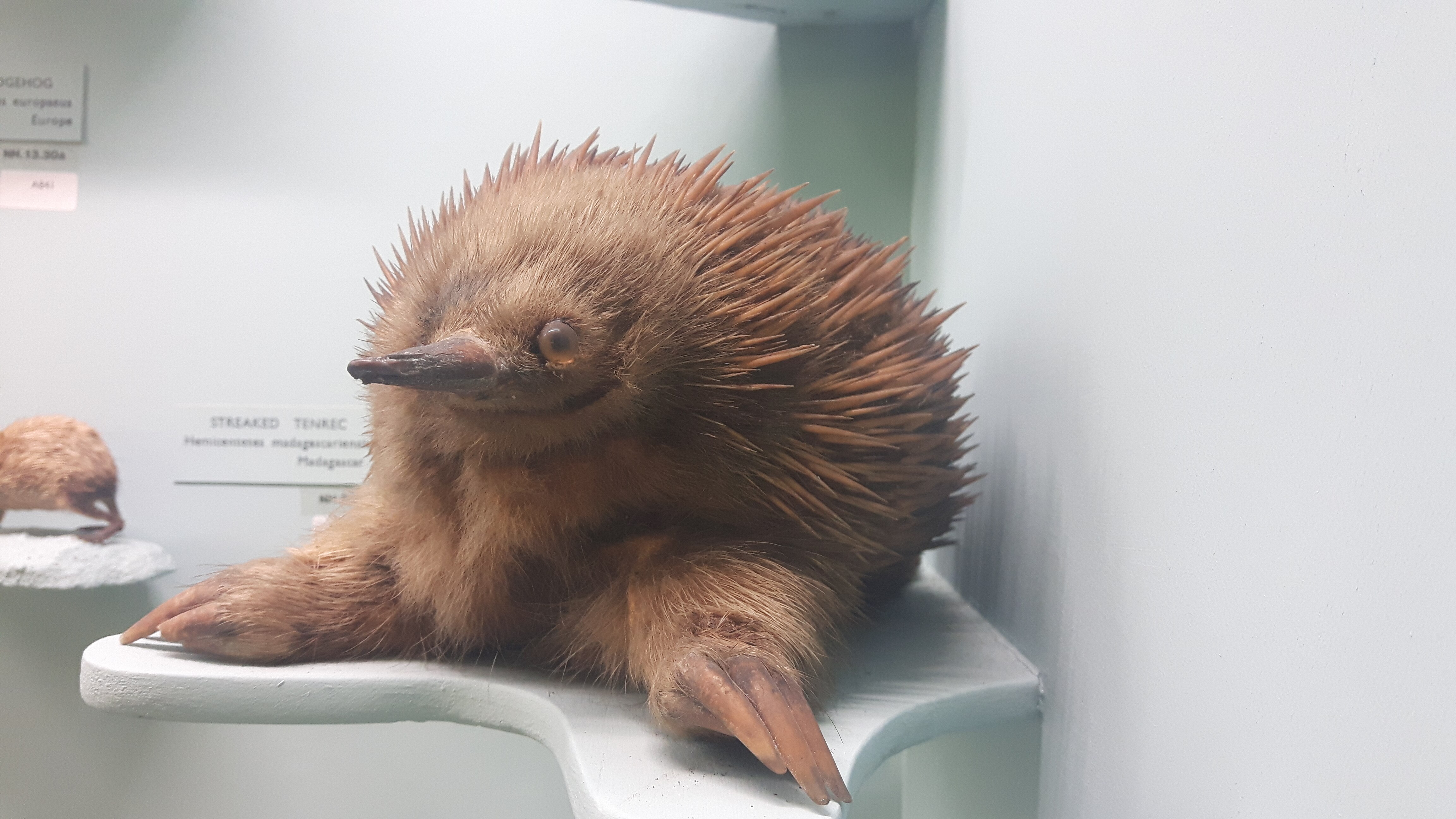 Over stuffed taxidermy echidna 