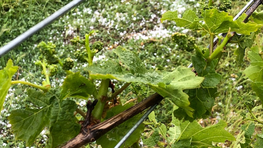 A close-up of a grapevine where hail is scattered on the ground. 