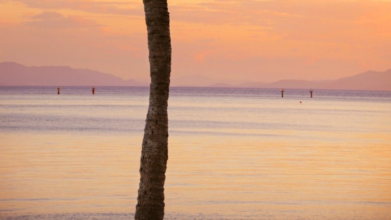 Palm tree and sunset