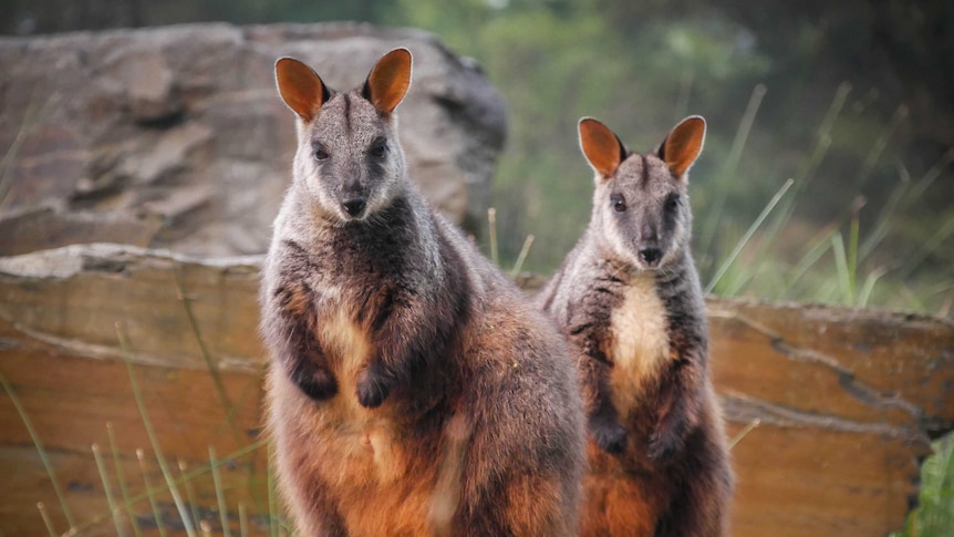 Two brush tailed rock wallabies