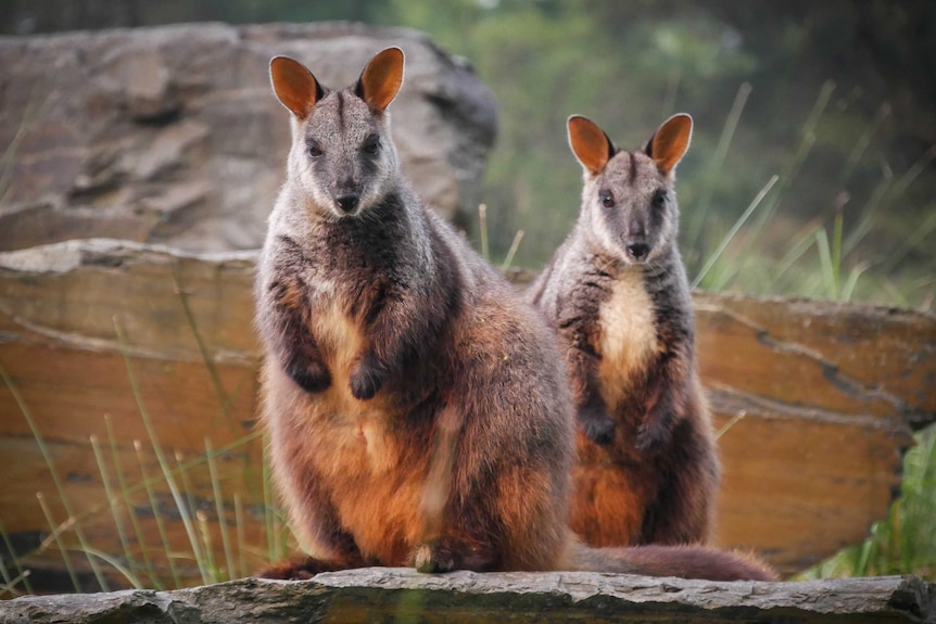 Two brush tailed rock wallabies