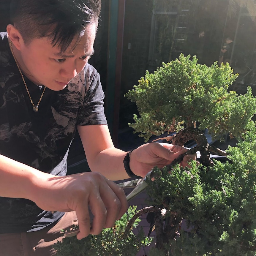 Mr Kosasih prunes a bonsai tree.