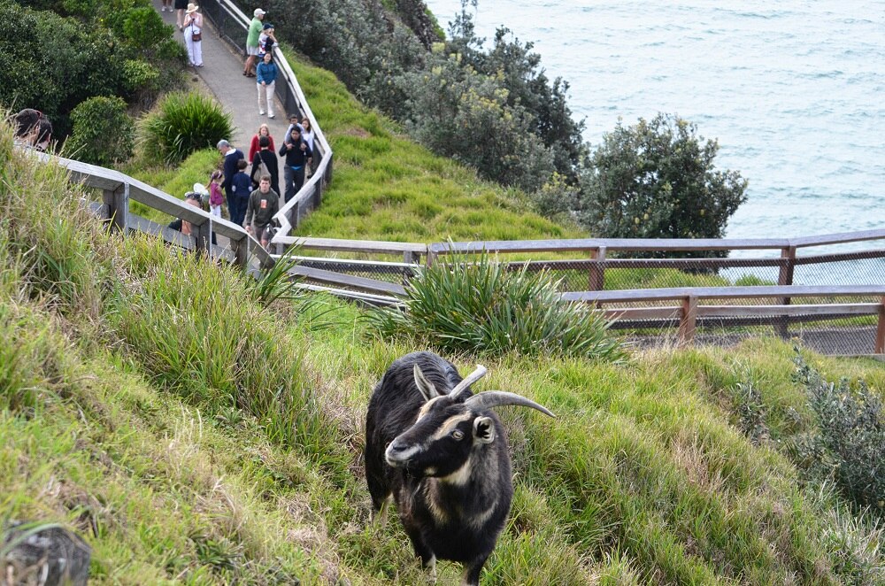 What happened to the famous goats of Cape Byron lighthouse? ABC News