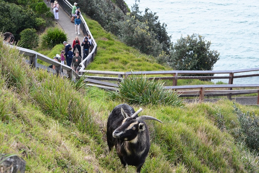 Goat at Cape Byron 3