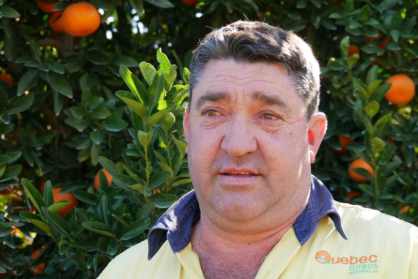 A man in a hi vis shirt stands in front of a mandarin tree.