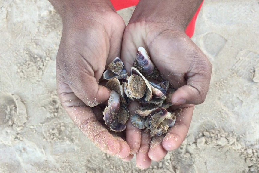 A child's hands full of shells.