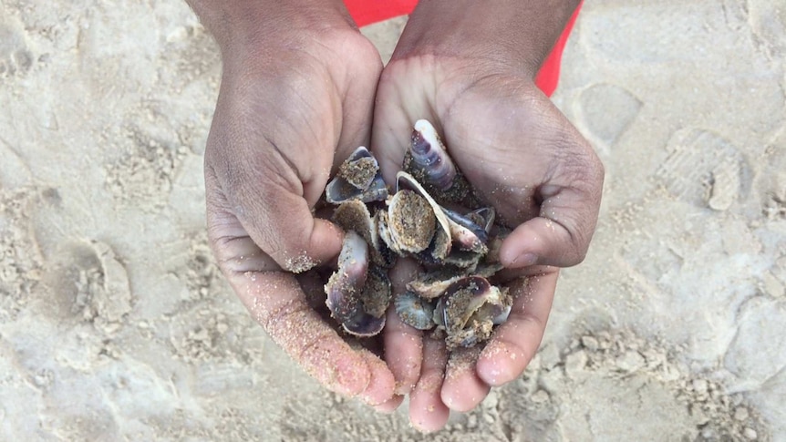A child's hands full of shells.