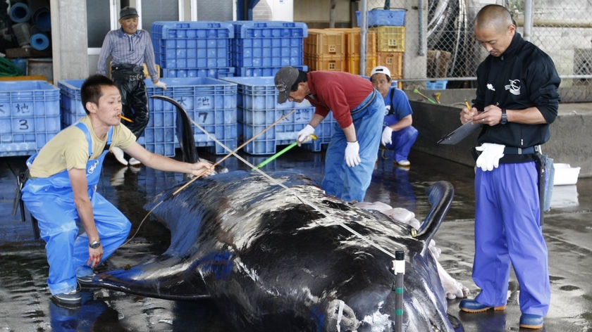 A captured short-finned pilot whale is measured by fishery workers in Japan