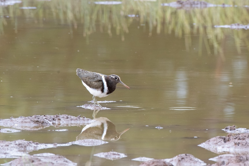 A rare Australian Painted Snipe standing in water, the bird is short and stocky, brown with a flash of white feathers.