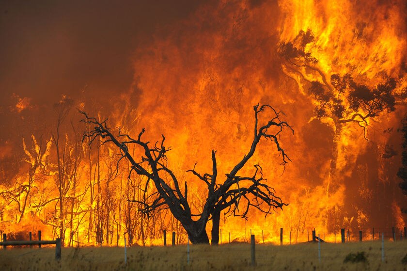 Moulding our landscape with fire - ABC News