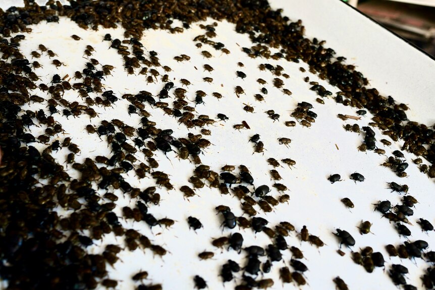 About 300 dung beetles on a white tray.