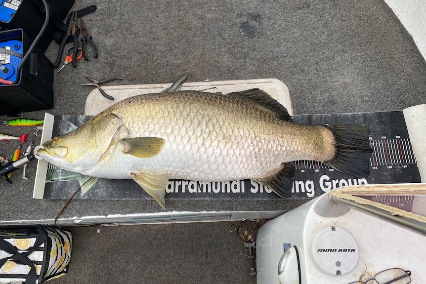 A large fish after it is caught.