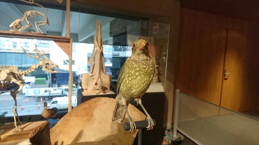A green catbird sits on its bench in the Queensland Museum.