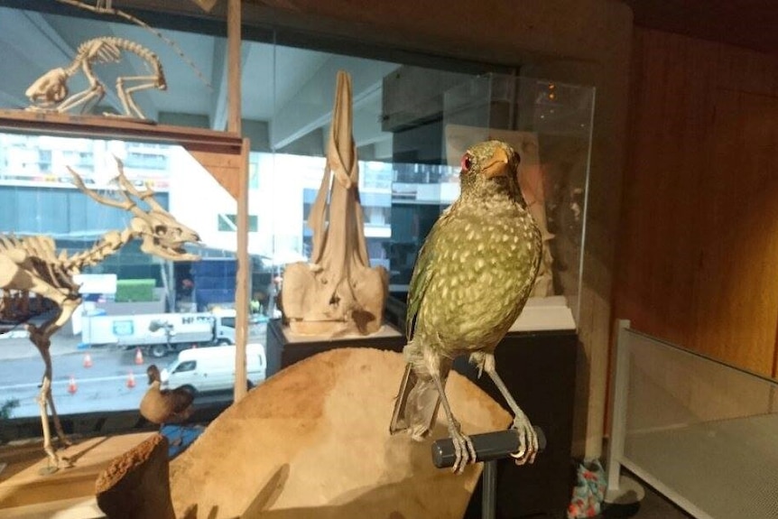 A green catbird sits on its bench in the Queensland Museum.