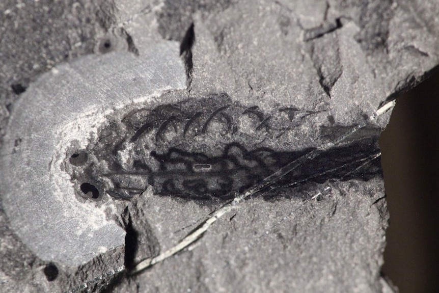 Fossil of Metaspriggina, which lived around 505 million years ago