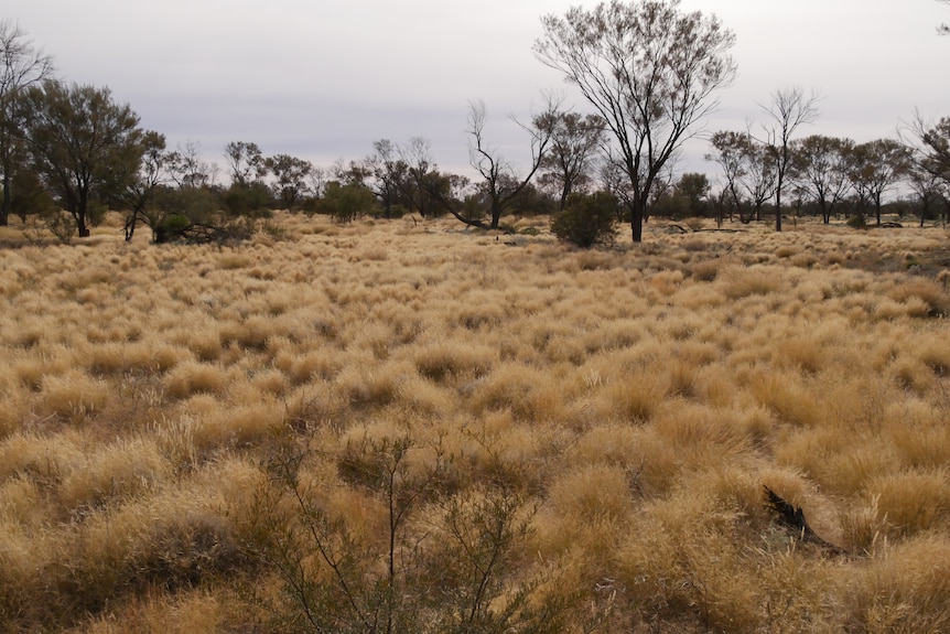 Outback grasslands with the occasional tree.