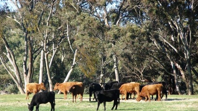 Most cattle affected by lead poisoning after grazing near a Hunter Water pipeline have now been cleared of contamination