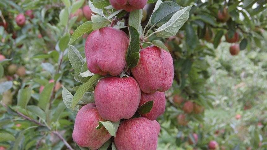 The bright colour of apples are everywhere in Tasmania's Huon Valley.