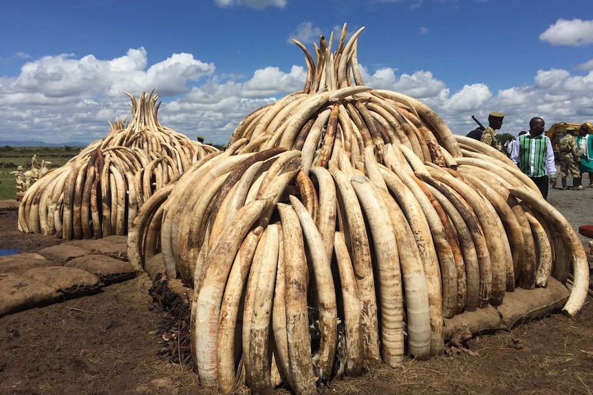 Stacks of elephant tusks.