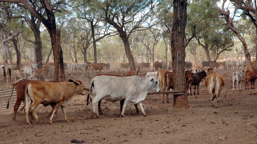 New strain of BJD found in Queensland cattle herds