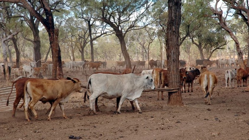 Reducing cattle farts