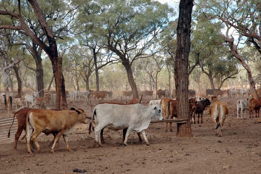 Brahman cattle gather at a watering point during the dry season in savannah country