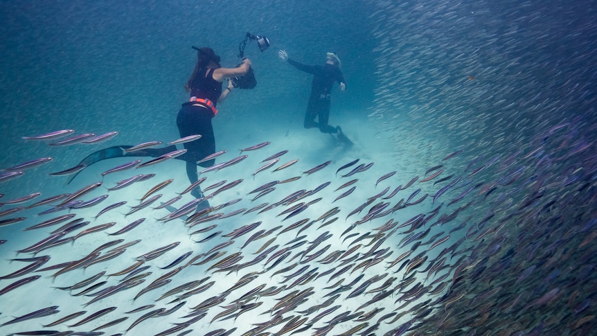 Camera operator underwater filming Tim Winton swimming amid fish.