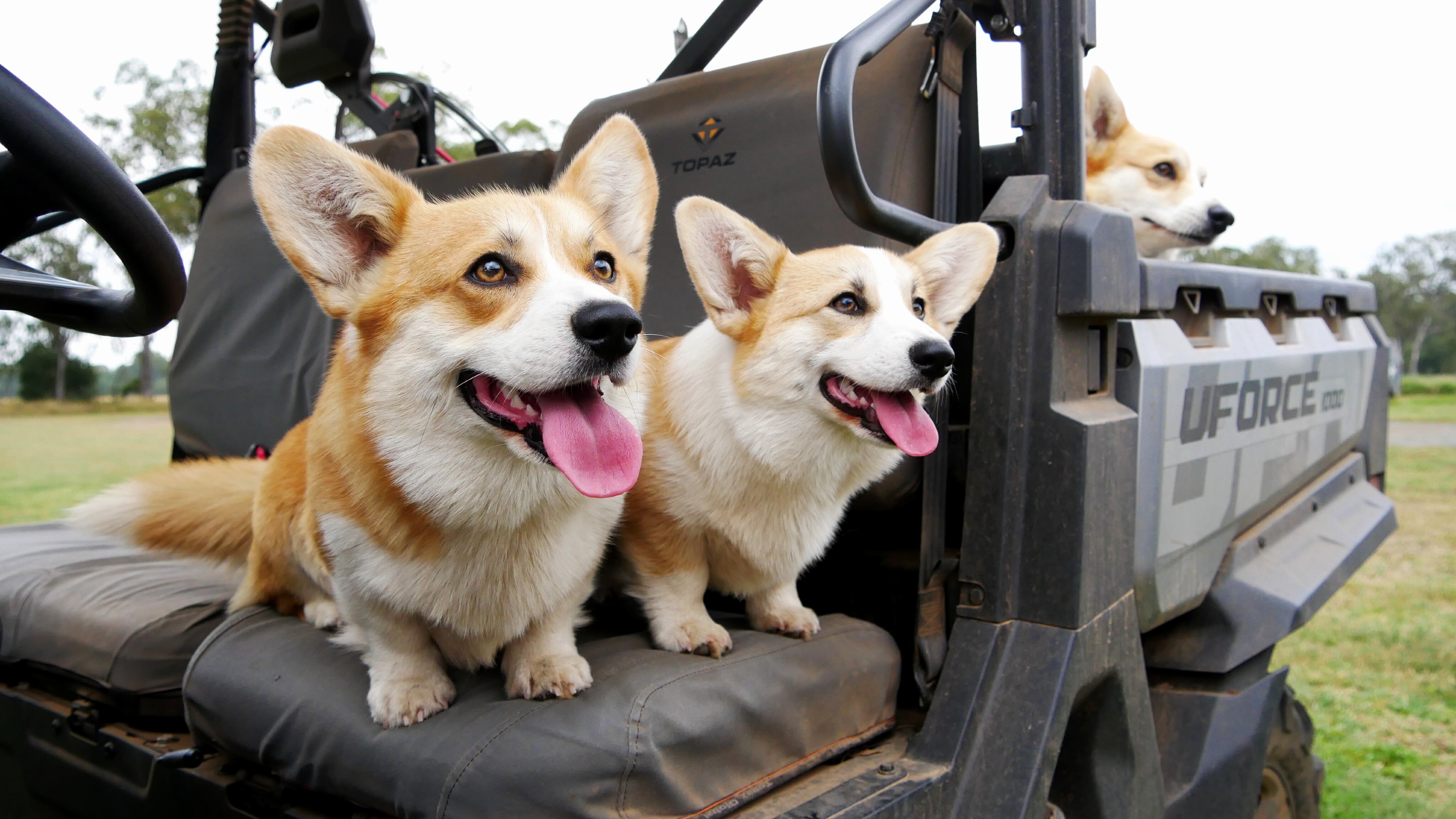 lovers say the Queen's favourite breed retains its Welsh working
