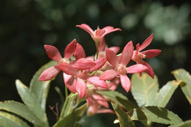 Ceratopetalum gummiferum