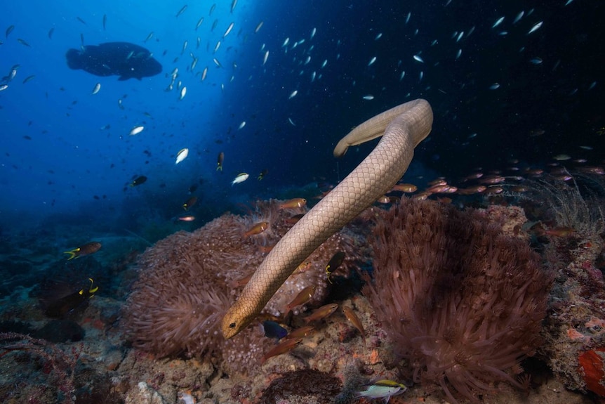 An olive sea snake swims along the bottom of a reef with fish in background