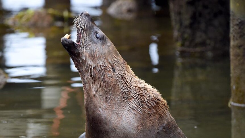 A seal bares its teeth