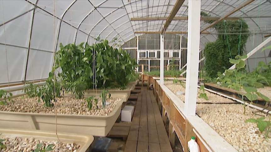 Raised growing beds in covered shed with tall plants growing in them