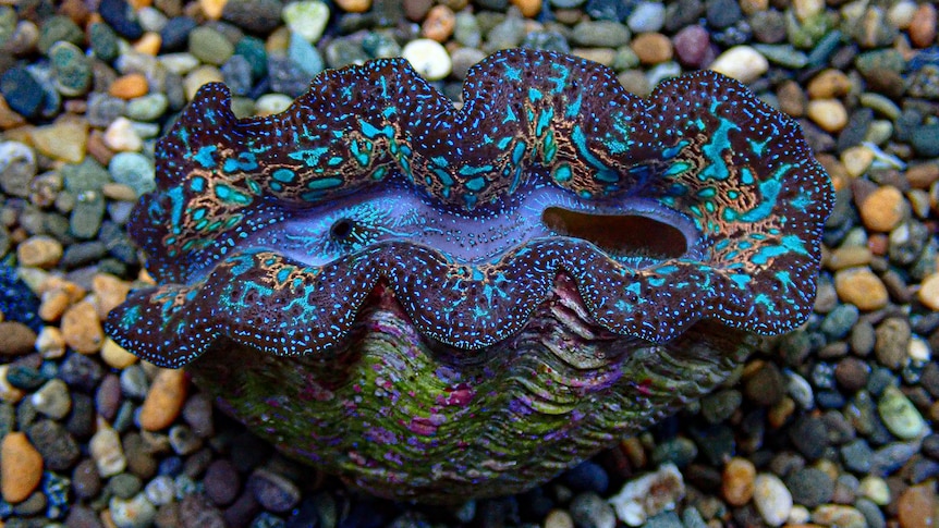 giant clams