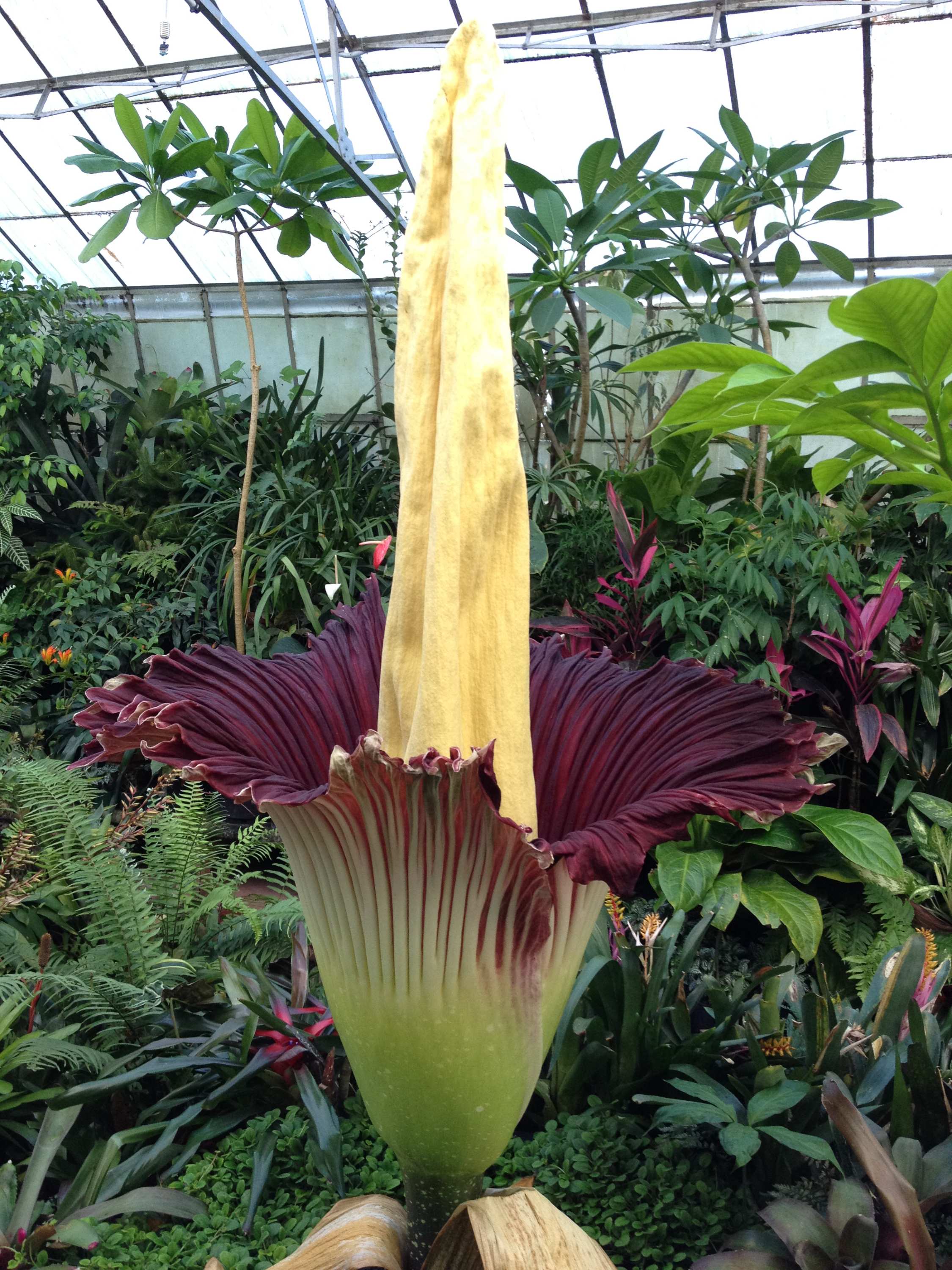 Rare 'corpse flower' blooms in Melbourne ABC News