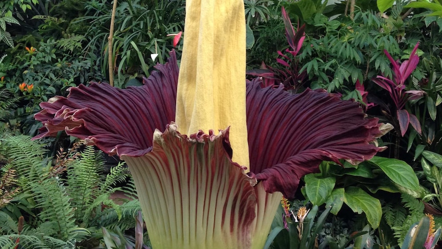 Rare 'corpse flower' blooms in Melbourne - ABC News