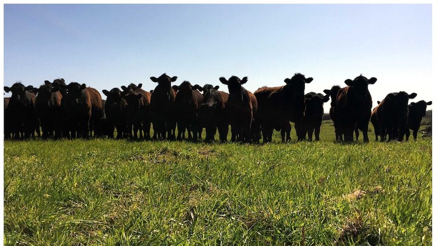 Cattle at Temma farm