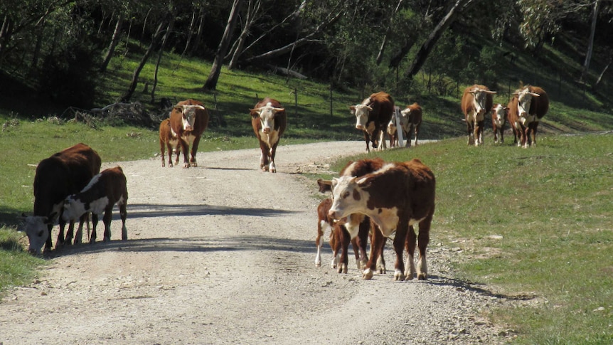 Cattle walking on a property near the Brindabella Valley.