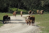 Cattle walking on a property near the Brindabella Valley.