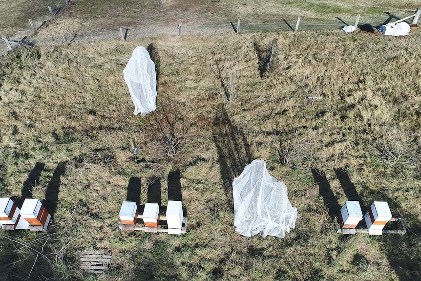 An aerial view looking down on netted fruit trees and bee hives on dry ground.