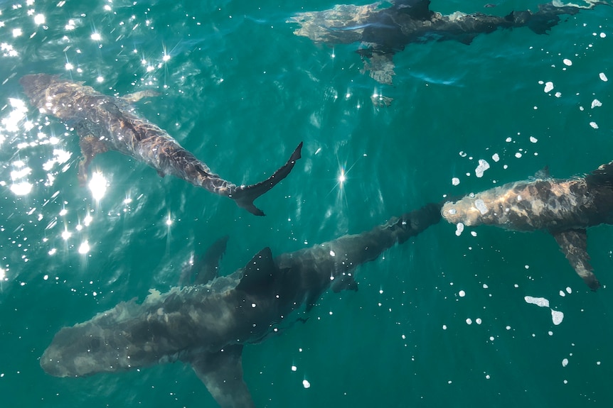Four sharks swim off a boat. 