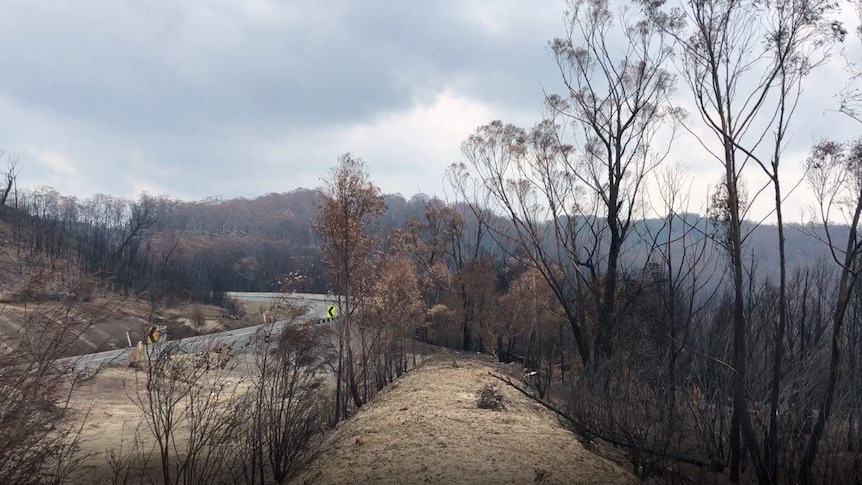 Blackened trees fill the horizon